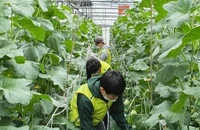 Hàn Quốc mở cửa tiếp nhận lao động Việt Nam