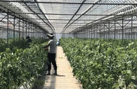 Cảnh báo 'cò' lừa đảo đưa lao động sang Hàn Quốc làm việc thời vụ