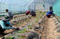 Đồng Tháp: Lao động xuất ngoại mỗi năm gửi về gia đình 1.600 tỉ