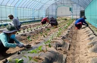 Lao động thời vụ ở Hàn Quốc được gia hạn cư trú 