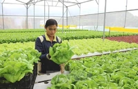 Không có chức năng vẫn thu tiền, hứa đưa sang Hàn Quốc làm thời vụ