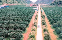 Công an khám xét trang trại hàng chục ha của trùm giang hồ xứ Thanh 'Vi ngộ'