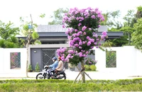 Ngắm hoa bằng lăng khoe sắc tím giữa lòng phố xứ dừa