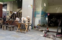 Cho thú cưng ngồi trên bàn ăn ở tiệm: Nên hay không?