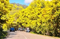 Đóng đèo Prenn, dân 'phượt' đi Đà Lạt bằng đèo Mimosa cần chuẩn bị gì?
