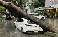 Các bước để được bảo hiểm bồi thường cho xe ô tô vì bão