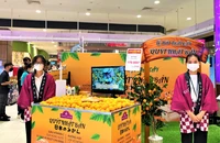 Quýt Unshu nổi tiếng Nhật Bản được quảng bá tại Việt Nam 