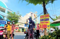 Người dân tấp nập giải cứu cam sành Vĩnh Long 