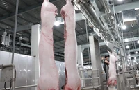 Heo hơi sẽ thiết lập mặt bằng giá mới?