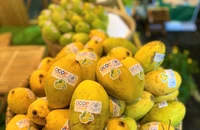 Sản phẩm xoài huyện Cần Giờ đạt chứng nhận OCOP. ẢNH: TÚ UYÊN