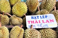 Giá bán lẻ sầu riêng Monthong đang cao. ẢNH: TÚ UYÊN
