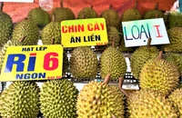 Xuất khẩu rau quả là điểm sáng trong sáu tháng đầu năm. ẢNH: TÚ UYÊN