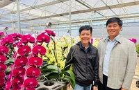 Đà Lạt tung nhiều hoa mới phục vụ thị trường Tết 2024