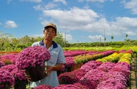 Nhiều giống hoa mới tại chợ hoa xuân Bình Điền năm 2024 