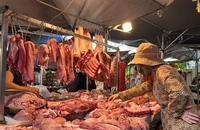 Heo chưa đủ tuổi bị đẩy ra thị trường, giá chỉ 17.000 đồng/kg heo hơi