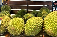 Năm nay xuất khẩu sầu riêng dự kiến tăng hơn năm ngoái 1 tỉ USD