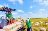 Việt Nam xuất khẩu 500 ngàn tấn gạo trong tháng 1-2025