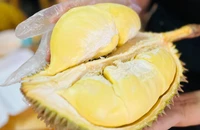 Sầu riêng Hải Nam (Trung Quốc) tăng trưởng 'thần tốc', sầu riêng Việt Nam sẽ ra sao?