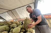 Vì sao sầu riêng 'khổng lồ' giá rẻ bán đầy vỉa hè TP.HCM?