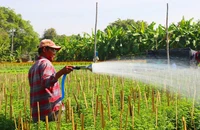 TP.HCM: Người trồng hoa Tết 'hồi hộp' chờ đầu ra 