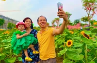 Nhiều người 'check in' cánh đồng hoa hướng dương ở TP Thủ Đức