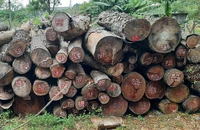 Hơn 4.500 m3 gỗ tại TP.HCM đang dãi nắng, dầm mưa