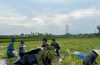 Bộ đội tên lửa và Cảnh sát cơ động giúp dân thu hoạch lúa chạy lũ