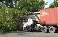 Video: Cây xanh bật gốc, đè bẹp cabin xe container