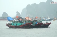 Hạ Long: Tàu thuyền đã về neo đậu an toàn tại các cảng cá