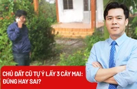 Vụ chủ đất cũ tự ý lấy 3 cây mai: Hiểu sao cho đúng?
