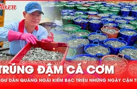 Ngư dân Quảng Ngãi trúng mùa cá cơm, kiếm bạc triệu mỗi ngày cận Tết