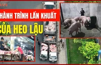 Video điều tra: Hé lộ đường đi của heo không lai lịch vào lò mổ lậu