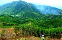Bình Định: Kiểm tra chuyển nhượng 115 ha đất rừng của gia đình nguyên bí thư huyện 