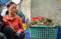 Tôm hùm, cá ở Phú Yên tiếp tục chết bất thường, đã gom gần 100 tấn 