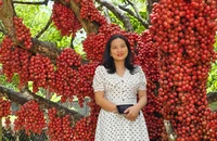 Vườn dâu da đỏ rực ở Gia Lai, thu hút hàng ngàn lượt khách đến check in
