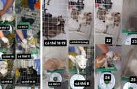 Công an phường Tân Hưng thông báo tìm chủ nhân 32 chó, mèo được giải cứu