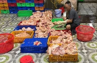 TP.HCM: Bắt quả tang cơ sở giết mổ gà trái phép, tiêu huỷ gần 1 tấn gà