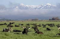 Trang trại bò sữa ở thị trấn Oxford, vùng North Canterbury (New Zealand) ngày 8-10-2018. Ảnh: AP