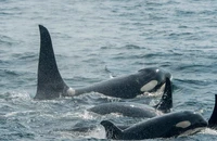 Một bầy cá voi sát thủ bơi cùng nhau ở eo biển Chatham, Alaska. Ảnh: GETTY IMAGES