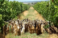 Đàn vịt ở thị trấn sản xuất rượu vang Stellenbosch, tỉnh Western Cape (Nam Phi). Video: REUTERS