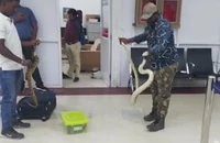 VIDEO: Phát hiện 22 con rắn trong hành lý của người phụ nữ nhập cảnh Ấn Độ 