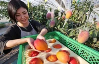 Bí quyết đằng sau những quả xoài đắt hơn 5 triệu đồng