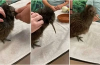Sở thú ở Mỹ xin lỗi vì để khách tham quan... vuốt ve quốc điểu của New Zealand