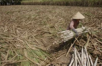 El Niño đã quay lại, sẽ đáng ngại hơn?