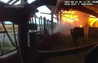 VIDEO: Kịch tính cảnh sát chạy đua giải cứu bò trong biển lửa 
