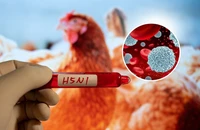 Chuyên gia y tế thúc giục Mỹ hành động sau ca tử vong đầu tiên do cúm gia cầm H5N1