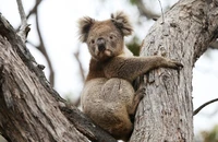 Tranh cãi gay gắt chuyện Úc an tử hàng trăm gấu túi koala sau cháy rừng