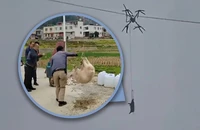 Drone chở heo vướng dây cao thế, con vật bị nướng chín còn cả làng mất điện nửa ngày 