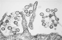 Đài Loan ghi nhận ca mắc virus Hanta thứ hai, sau ca tử vong đầu tiên