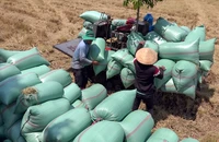 Chuyên gia đưa ra bốn giải pháp để gỡ các điểm nghẽn của chuỗi giá trị lúa gạo Việt Nam. Ảnh: CHÂU ANH